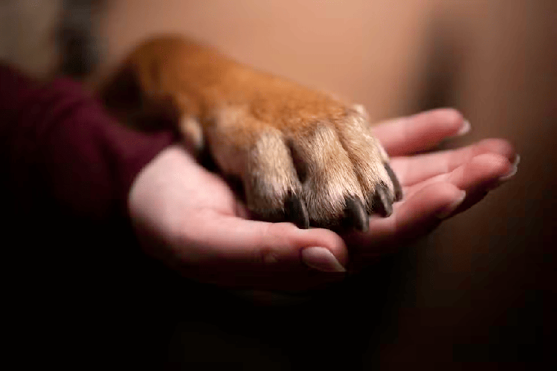Réu é condenado a mais de sete anos de prisão por matar homem no MA por causa de um cachorro