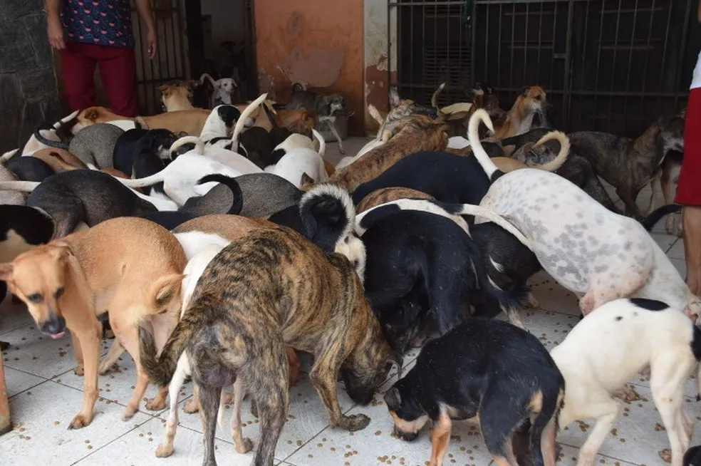 Dona de casa em que foi encontrada ossada humana em meio a mais de 100 cães tinha curador, mas estava abandonada