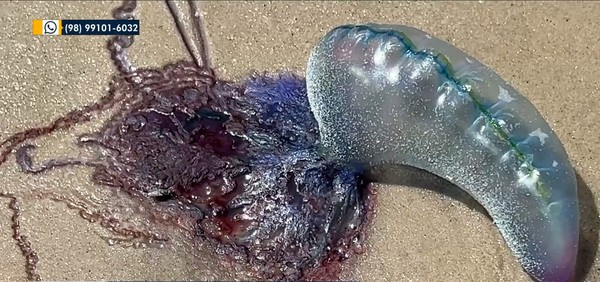 Bombeiros alertam banhistas sobre cuidados com caravelas em praias de São Luís; veja orientações