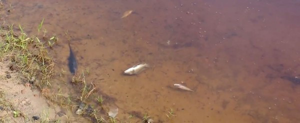 Perícia investiga mortandade de peixes no Lago do Remanso em Santa Inês, no MA 