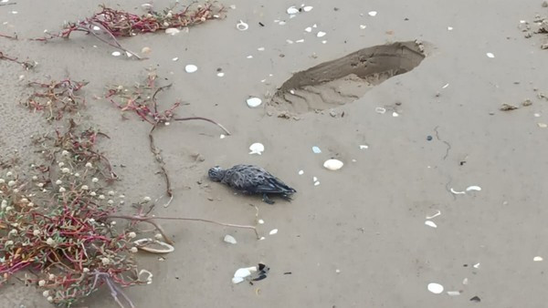 Febre do Nilo é descartada como causa de mortes de 100 aves marinhas no Maranhão