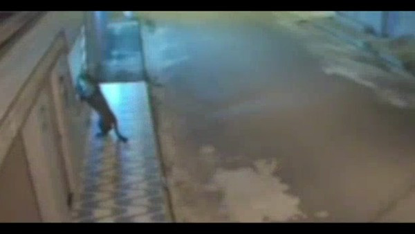 Força-tarefa busca onça-pintada que invadiu condomínio há uma semana em Imperatriz, no MA 