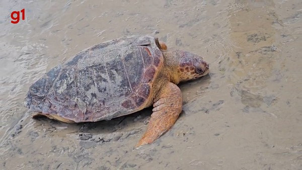Tartaruga marinha é resgatada na Praia do Araçagy, em São José de Ribamar