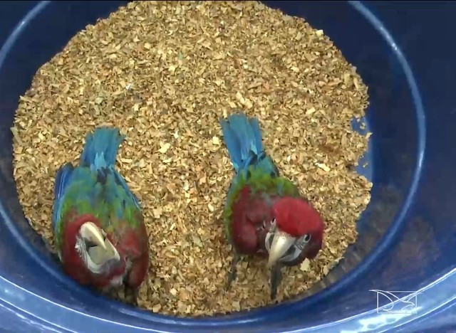 Operação apreende mais de 470 animais silvestres que seriam traficados no Maranhão
