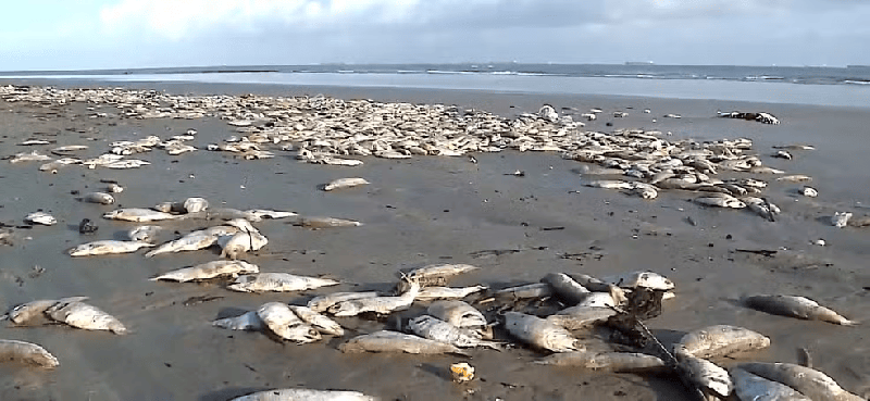 Morte repentina de milhares de sardinhas preocupa especialistas em praias da Grande São Luís