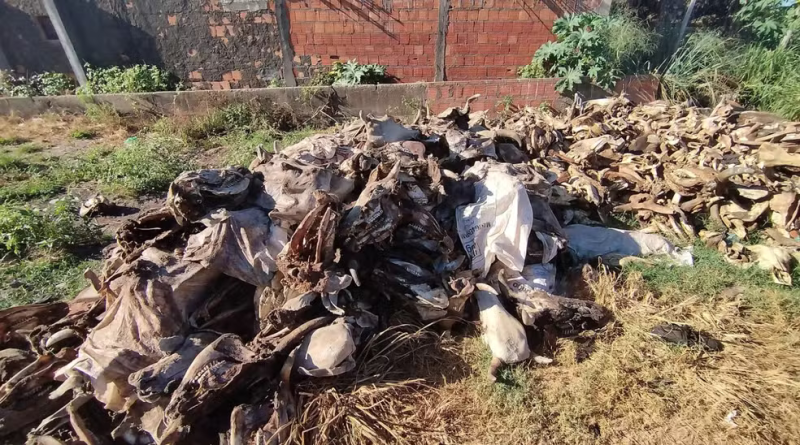 Polícia Civil e MP-MA fecham matadouro clandestino em Imperatriz; empresa usaria ossos para fazer ração de gado