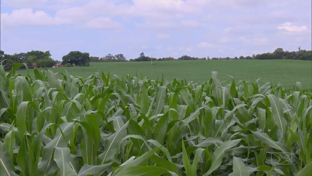 Chuvas de março ajudam no desenvolvimento da safrinha e custo de produção aumenta no Maranhão
