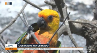 Incêndios continuam devastando plantações e atingindo animais no Sul do Maranhão