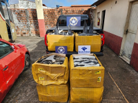 Receita apreende 185 kg de barbatanas de tubarão-azul ameaçado de extinção