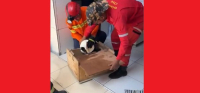 Macaco invasor de casas é capturado pelos bombeiros no Maranhão