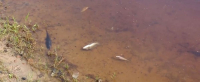 Perícia investiga mortandade de peixes no Lago do Remanso em Santa Inês, no MA 