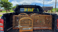 PRF resgata 16 aves silvestres em operação de combate a crimes ambientais no MA 