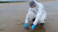 Autoridades investigam a morte de cerca de 100 aves marinhas no Maranhão