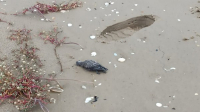Febre do Nilo é descartada como causa de mortes de 100 aves marinhas no Maranhão