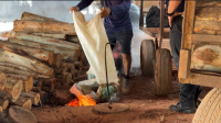 Segurança Pública do Maranhão incinera cerca de uma tonelada de entorpecentes