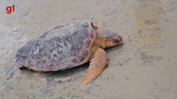 Tartaruga marinha é resgatada na Praia do Araçagy, em São José de Ribamar