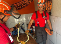 Corpo de Bombeiros já capturou 1.830 animais peçonhentos e silvestres em áreas urbanas do MA só em 2025