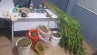 Homem responsável por plantação de maconha é preso em Montes Altos, no Maranhão
